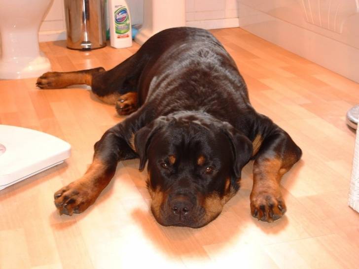 Hun - Rottweiler (2 ans)