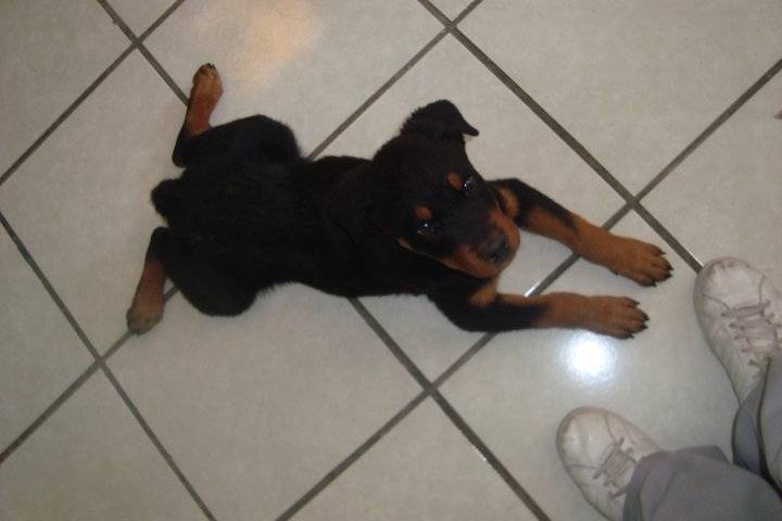 looki - Rottweiler Mâle (1 an)