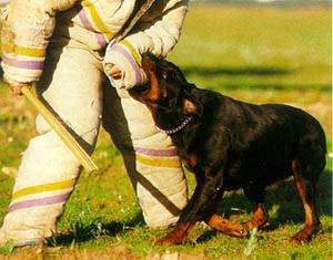 apie - Rottweiler Mâle (2 ans)