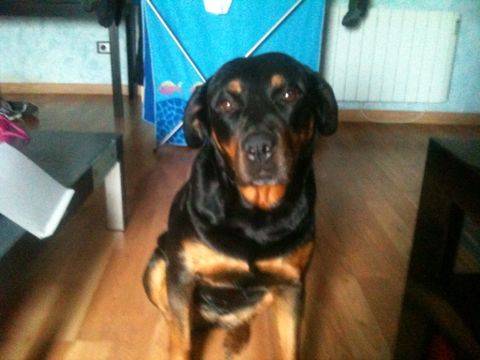 NONA - Rottweiler (7 ans)