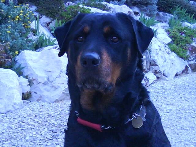 tixie - Rottweiler (10 ans)