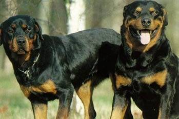 Rotwi et Bonbon entrein de jouer avec Bijou mon chat !!! - Rottweiler