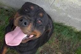 Tosca - Rottweiler