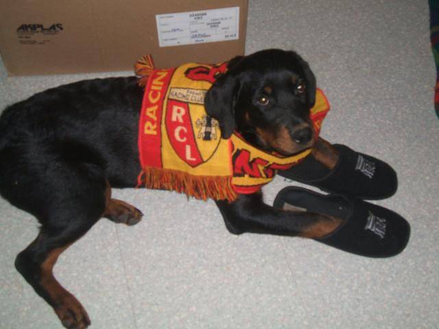 rottweiler buffy - Rottweiler