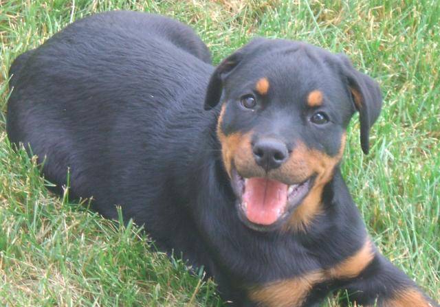 Nanouk, femelle Rottweiller(Bouvier allemand) - Rottweiler