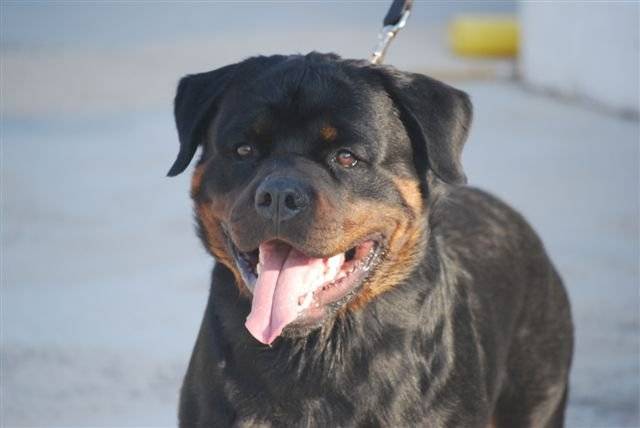 rottweiler bronko du jardin des monts d'or - Rottweiler