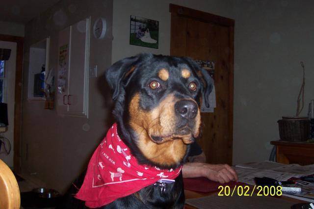 Rottweiler - Rottweiler