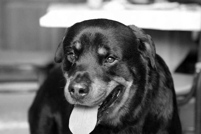 Rodolfe - Rottweiler