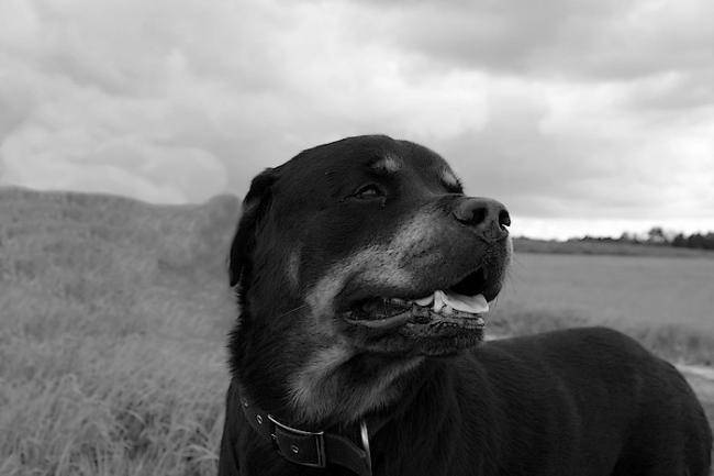 Rodolphe : portrait Rottweiler - Rottweiler