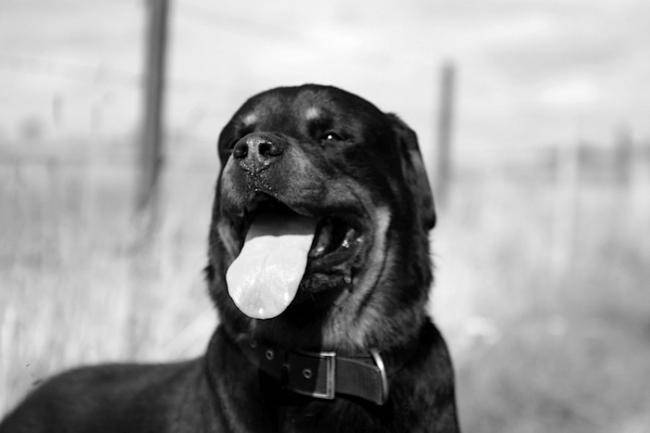 Rodolphe : Rottweiler mâle - Rottweiler