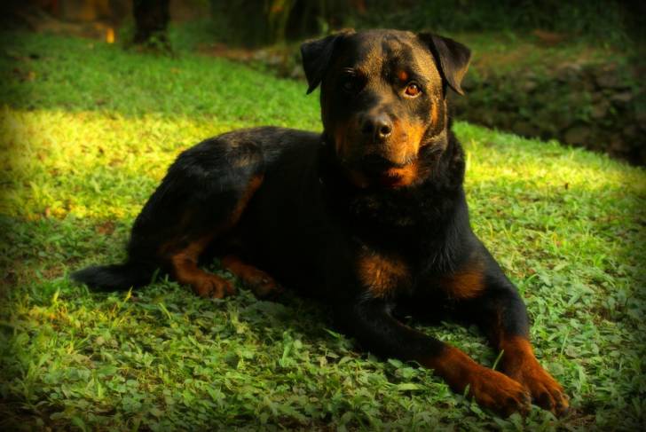 Le Rottweiler - Rottweiler