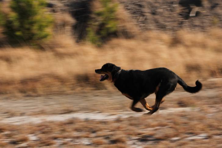 Photo Rottweiler