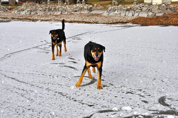Photo Rottweiler