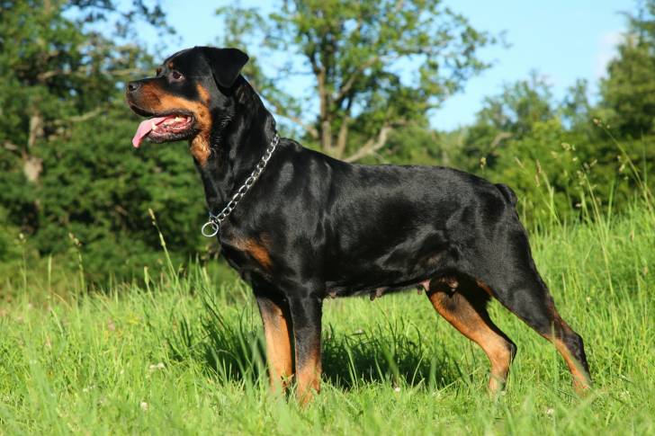 Un Rottweiler en position statique dans l'herbe