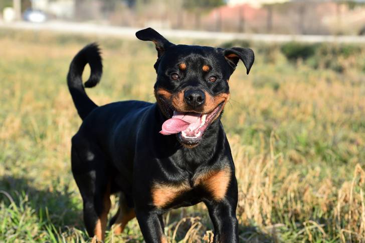Un Rottweiler qui court sur le gazon avec la gueule ouverte