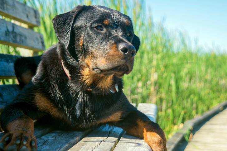 Un Rottweiler allongé sur un banc en bois