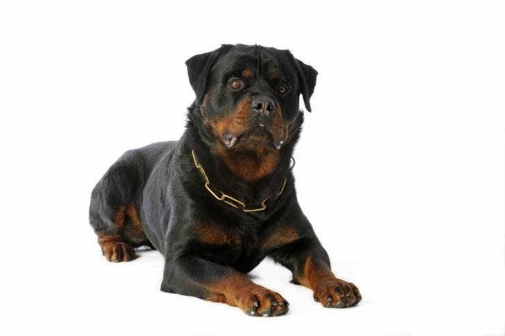 Un Rottweiler allongé sur le sol