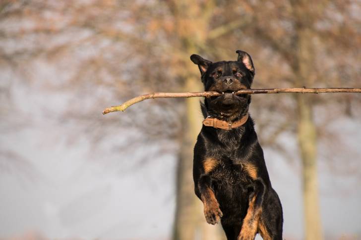 Un Rottweiler qui court avec un bâton dans sa gueule 