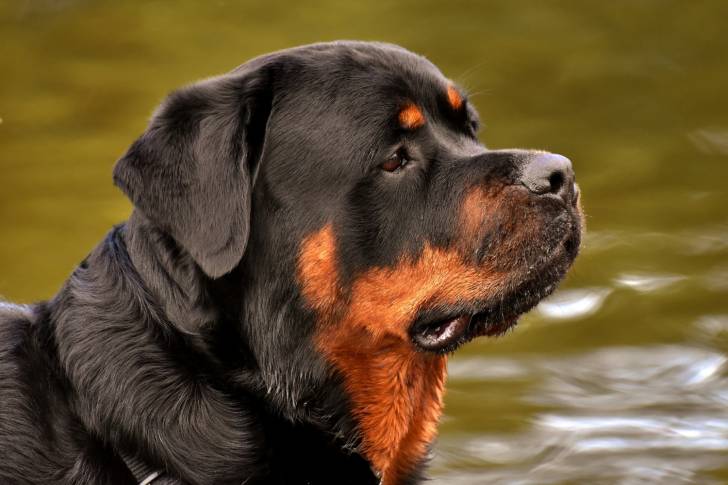 Un Rottweiler vu de profil et de près