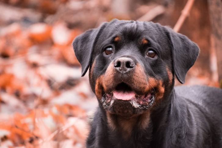 Un Rottweiler vu de près et de face