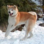 wolf - Akita Inu Mâle (9 ans)