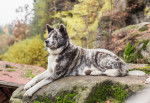 Un Akita Inu gris allongé sur un rocher 