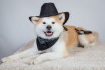 Un Akita Inu portant un chapeau et un foulard de cowboy