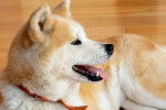Un Akita Inu allongé sur du parquet
