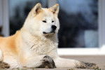 Un Akita Inu allong&eacute; sur un perron en bois