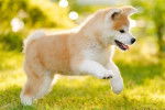 Un Akita Inu sur une surface gazonnée 