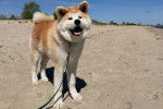 Un Akita Inu sur une surface sableuse et qui est tenu en laisse 