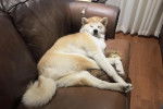 Un Akita Inu allongé sur un canapé et regardant vers la caméra 