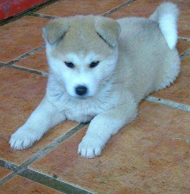 lila - Akita Inu (4 mois)
