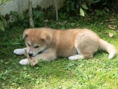 idéfix - Akita Inu Mâle (5 mois)