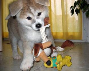 astérix - Akita Inu Mâle (5 mois)
