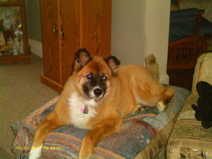 Riley - Akita Inu (7 ans)