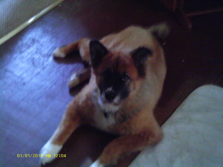 Riley - Akita Inu (7 ans)