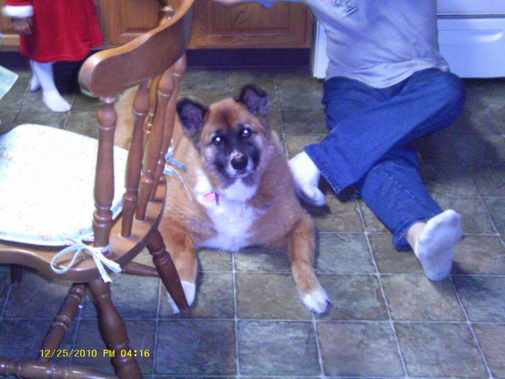 Riley - Akita Inu (7 ans)