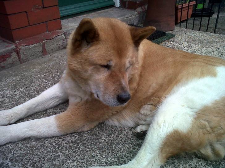 Rhuath - Akita Inu Mâle (Autre)