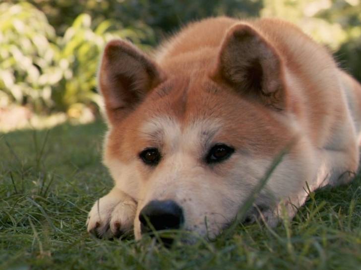 Hachi - Akita Inu Mâle (1 an)