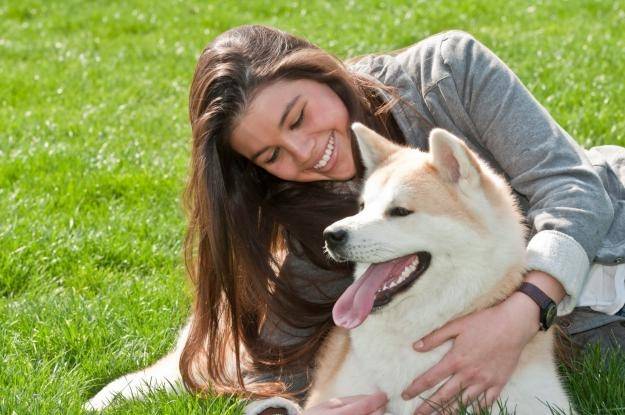 wolf - Akita Inu Mâle (9 ans)