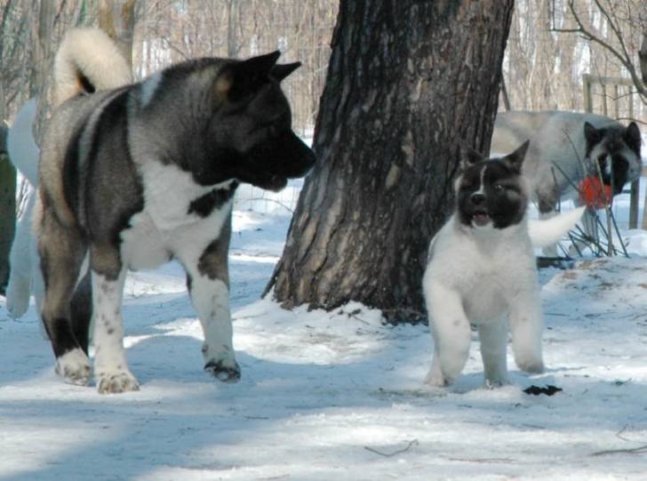 Hachi, Leo and Natasha - Akita Inu