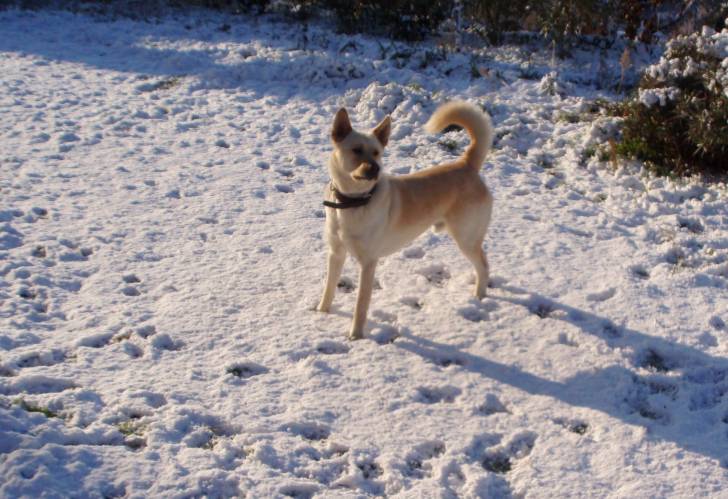 Carter - Akita Inu Mâle (2 ans)