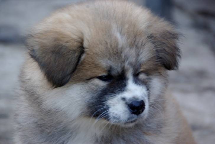 Hanaé ! - Akita Inu (1 mois)