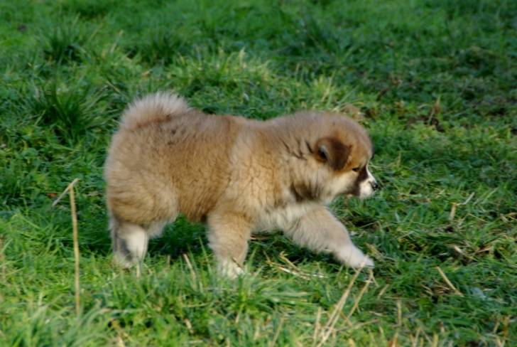 Hanaé ! - Akita Inu (1 mois)