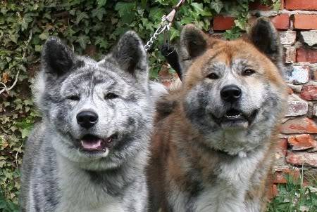 Yoda et Jedi - Akita Inu Mâle (1 an)