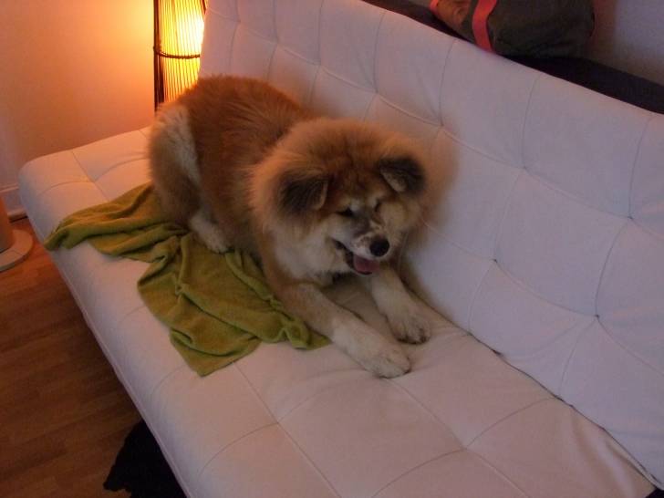 Hanaé - Akita Inu (1 an)