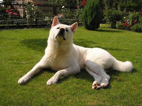 Gims - Akita Inu Mâle (4 ans)