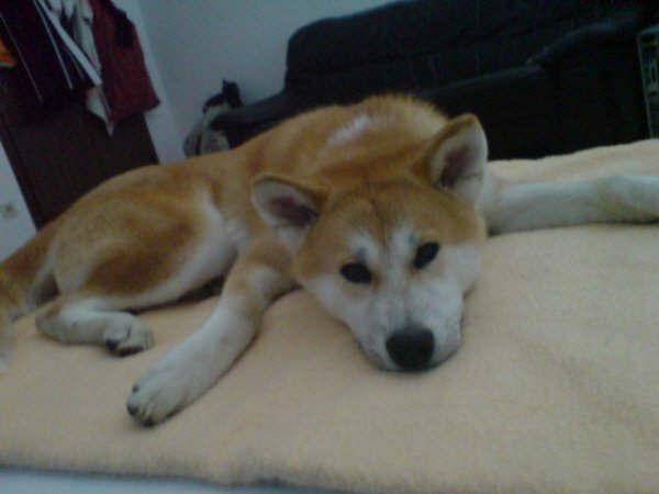 Matchis - Akita Inu Mâle (1 an)