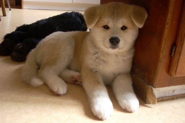 Haruko Furinkazan - Akita Inu (2 ans)